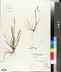 Panicum hians image