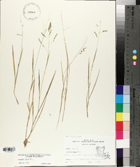 Panicum hians image