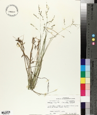 Panicum hians image