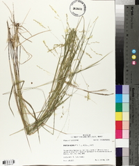 Panicum hians image