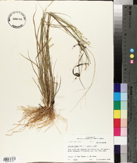 Panicum hians image
