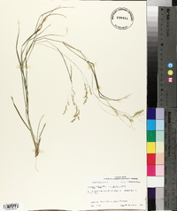 Panicum hians image