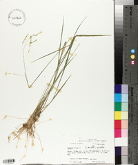 Panicum hians image