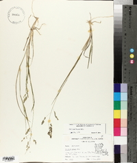 Panicum hians image