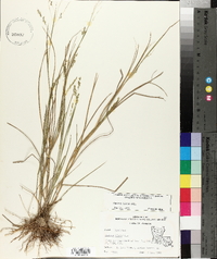 Panicum hians image