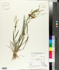 Panicum hians image
