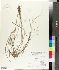 Panicum hians image