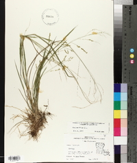 Panicum hians image