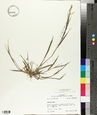 Panicum hians image