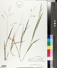 Panicum hians image