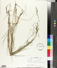 Panicum hians image