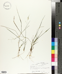 Panicum hians image