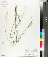 Panicum hians image