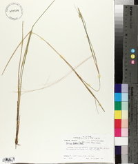 Panicum hians image