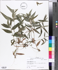 Panicum commutatum image
