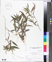 Panicum commutatum image