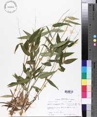 Panicum commutatum image