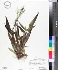 Panicum commutatum image