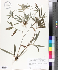 Panicum commutatum image