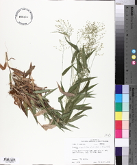 Panicum commutatum image