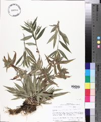 Panicum commutatum image
