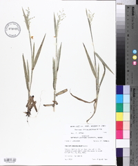 Panicum consanguineum image