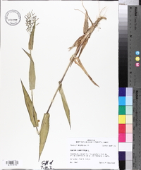 Panicum clandestinum image