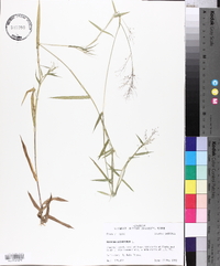 Panicum dichotomum image