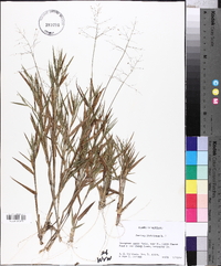 Panicum dichotomum image