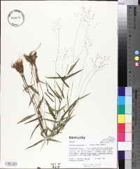 Panicum dichotomum image