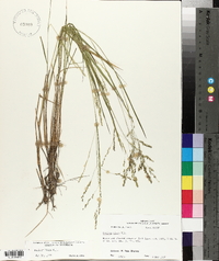 Panicum hians image