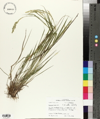 Panicum hians image