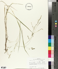 Panicum hians image