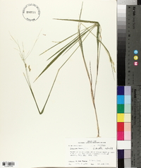 Panicum hians image