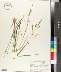 Panicum hians image