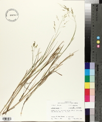 Panicum hians image