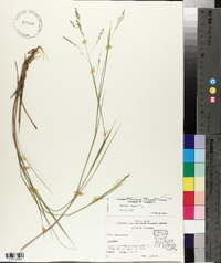 Panicum hians image