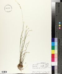 Panicum hians image