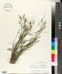 Panicum hians image