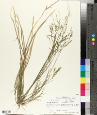 Panicum hians image