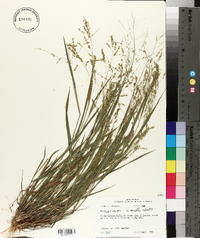 Panicum hians image