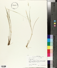 Panicum hians image