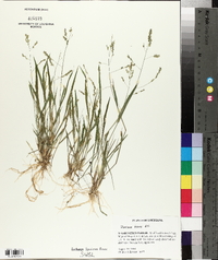 Panicum hians image