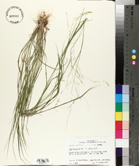 Panicum hians image