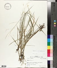 Panicum hians image