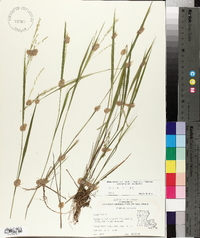 Panicum hians image