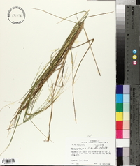 Panicum hians image