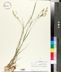 Panicum hians image