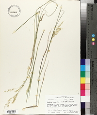 Panicum hians image