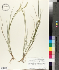 Panicum hians image